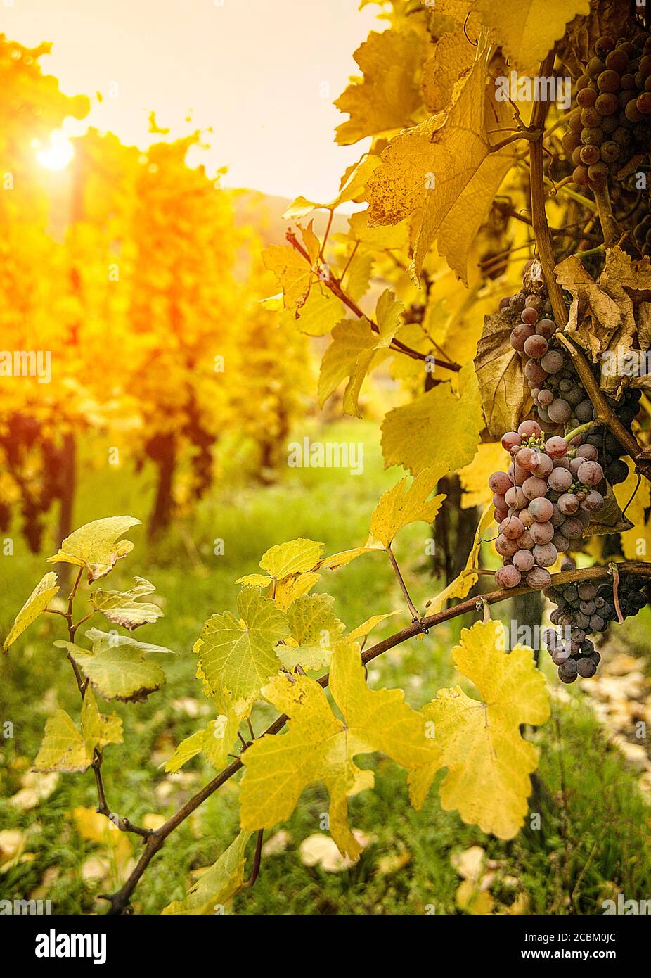 Primo piano di uve e vitigni autunnali su Route des vins d'Alsace, Francia Foto Stock