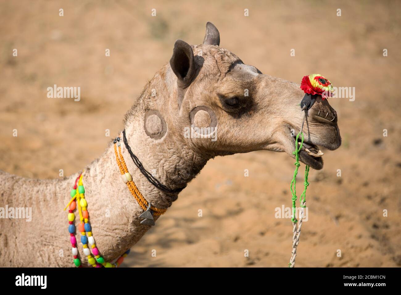 Ritratto di cammello con collana di perle multicolore a Pushkar Camel Fair, Pushkar, Rajasthan, India Foto Stock