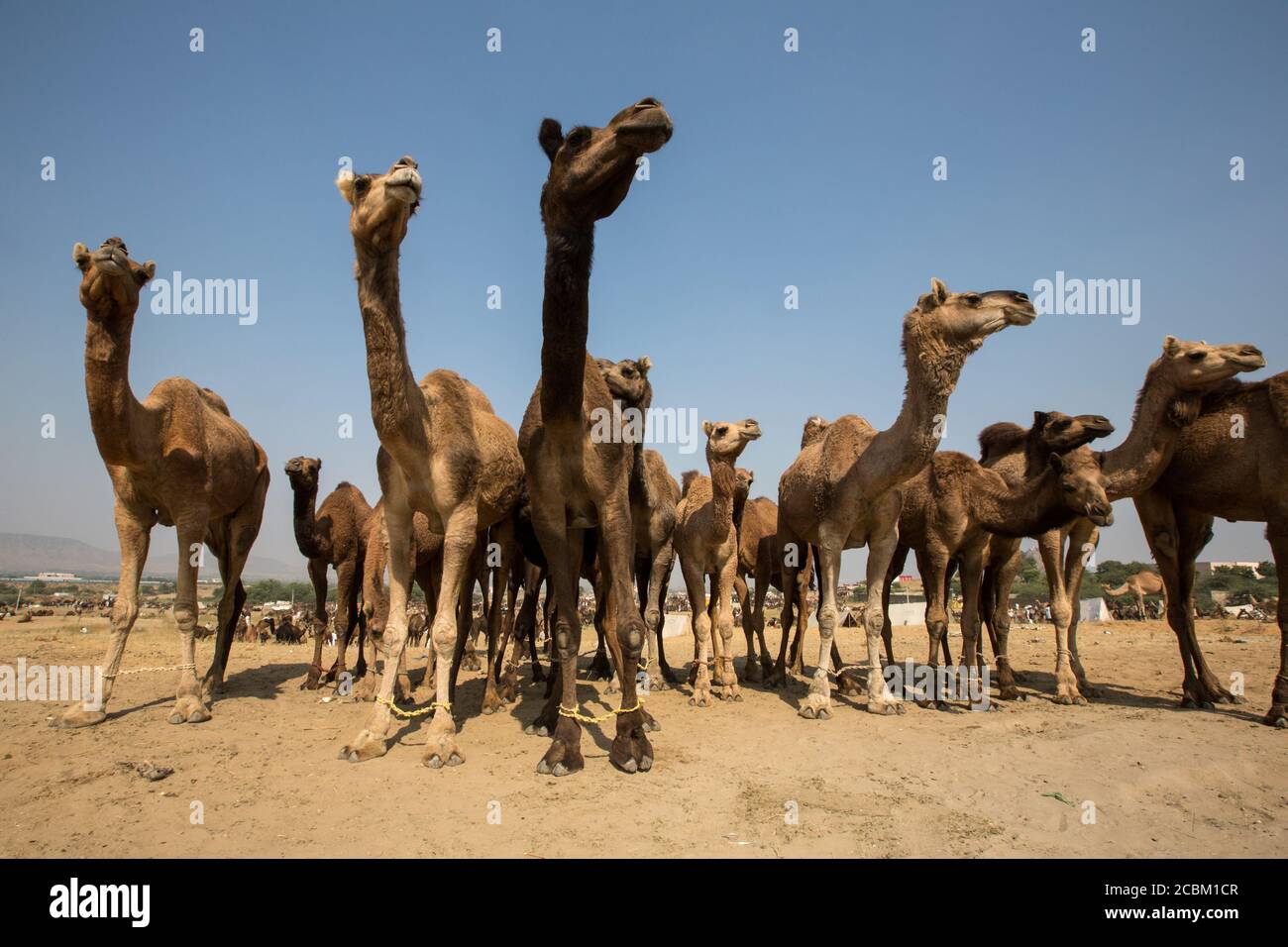 Cammelli a Pushkar Camel Fair, Pushkar, Rajasthan, India Foto Stock