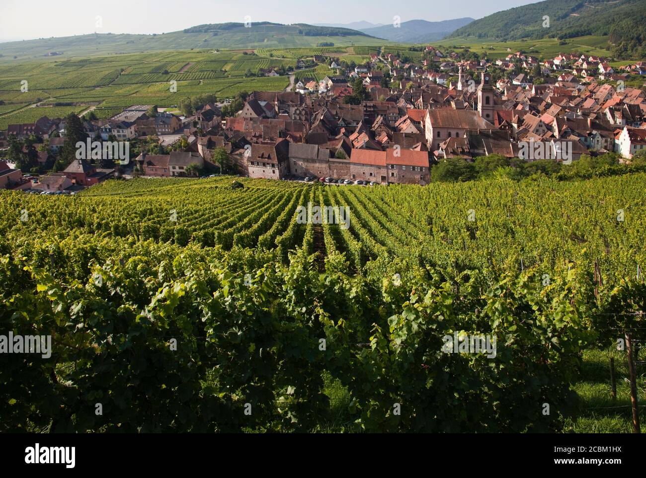 Vigneto, Riquewihr, Alsazia, Francia Foto Stock