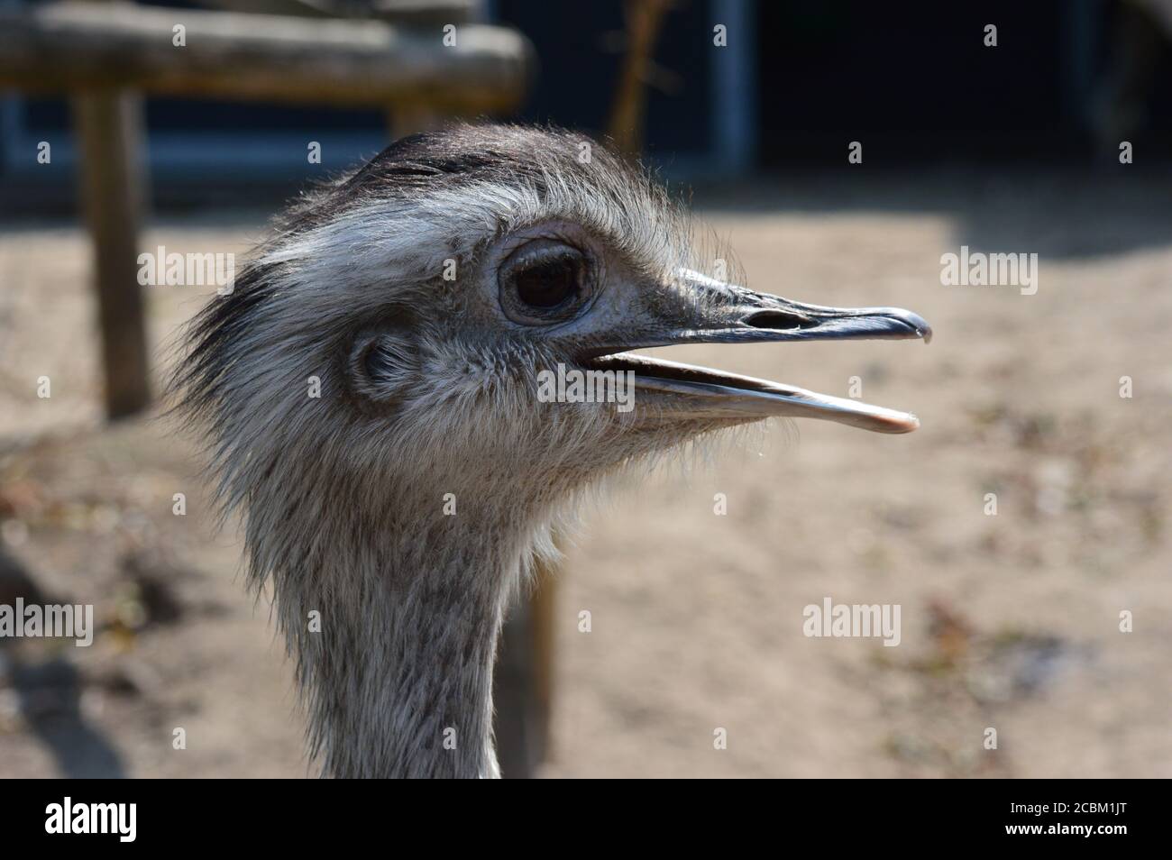 Rhea Foto Stock