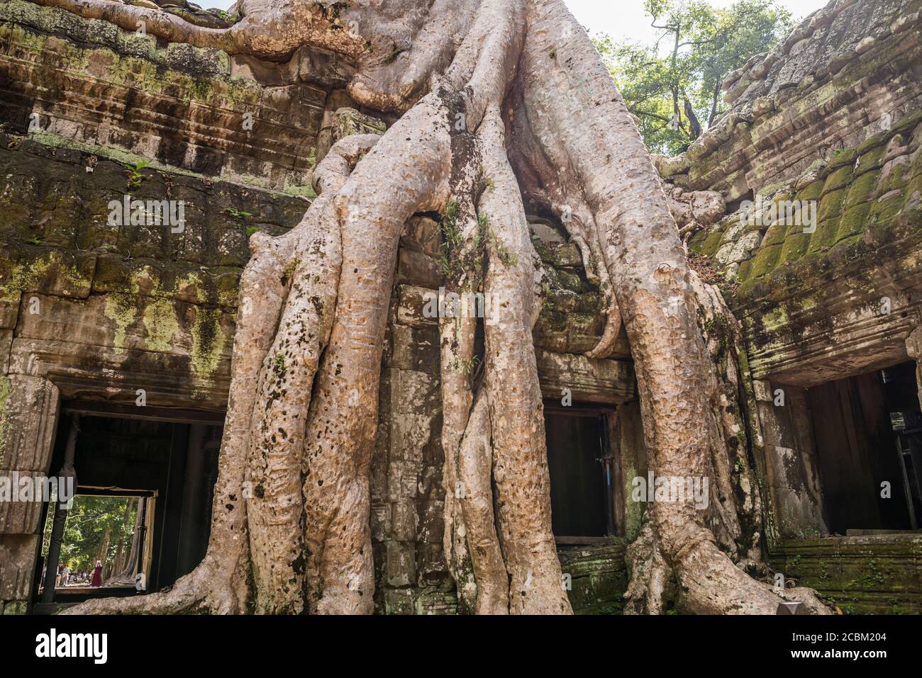 Rovine del tempio e radici degli alberi sopravsviluppate a Ta Phrom, Angkor Wat, Cambogia Foto Stock