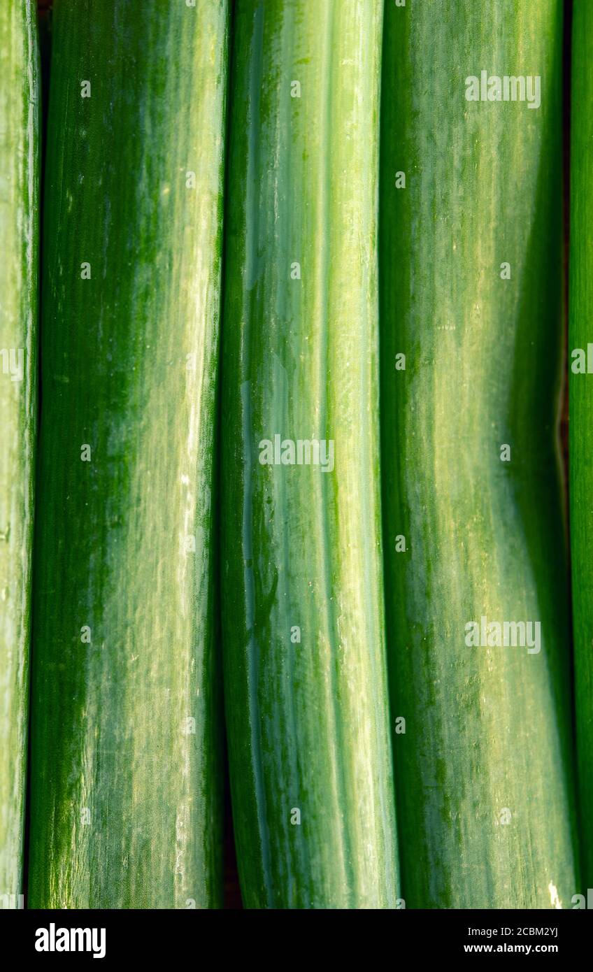 Macro shot di cipolle primaverili Foto Stock