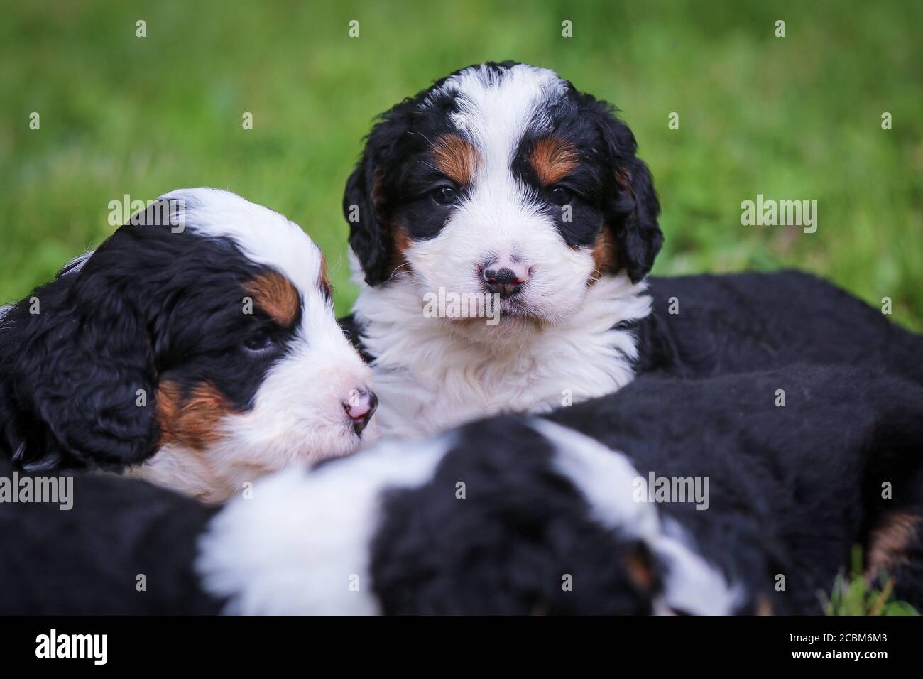 F1 Tri-colored Puppie bernedoodle in miniatura seduti in erba Foto Stock
