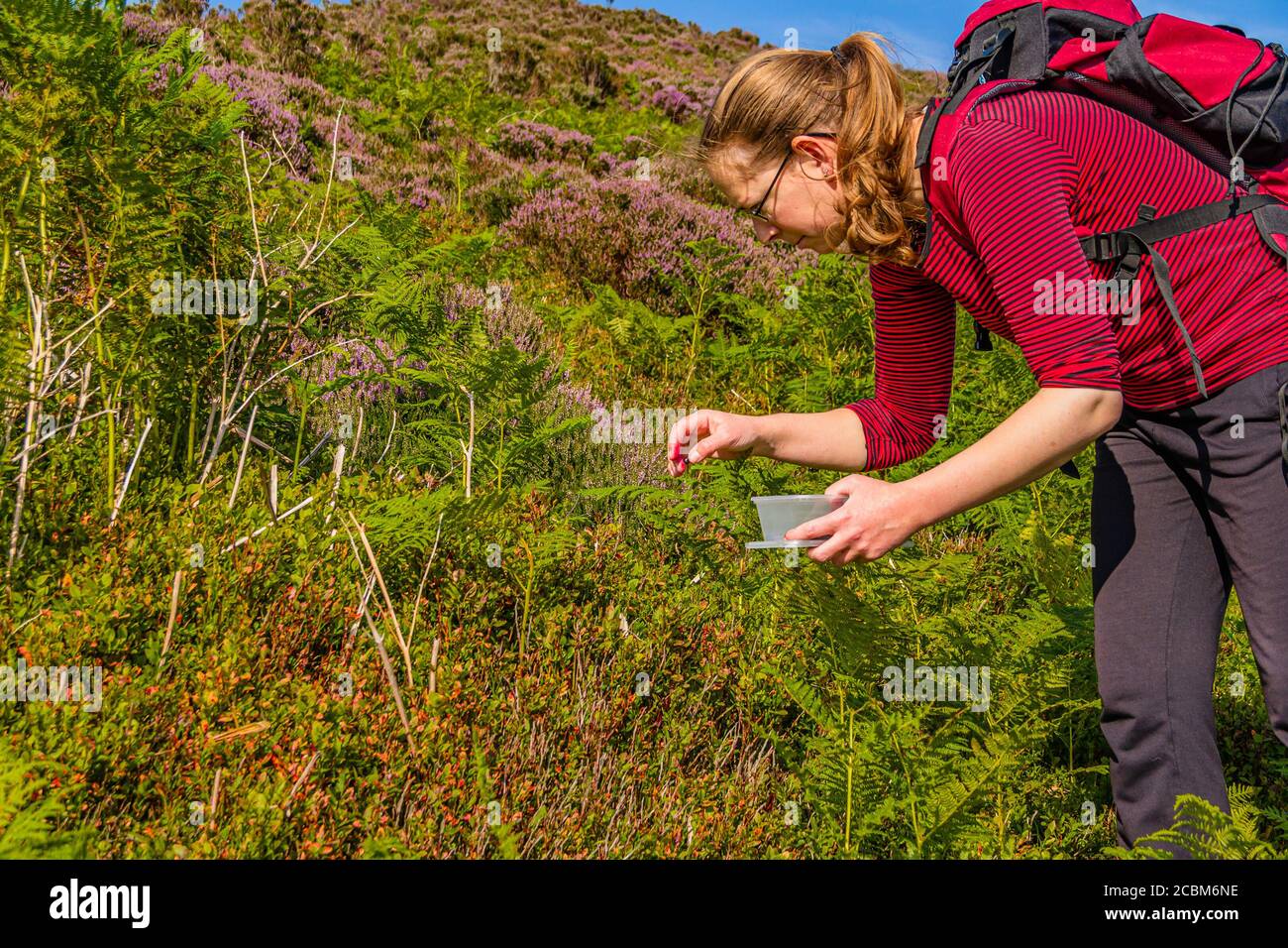 Un escursionista che raccoglie mirtilli, o mirtilli, su una collina nel Northumberland, Regno Unito Foto Stock