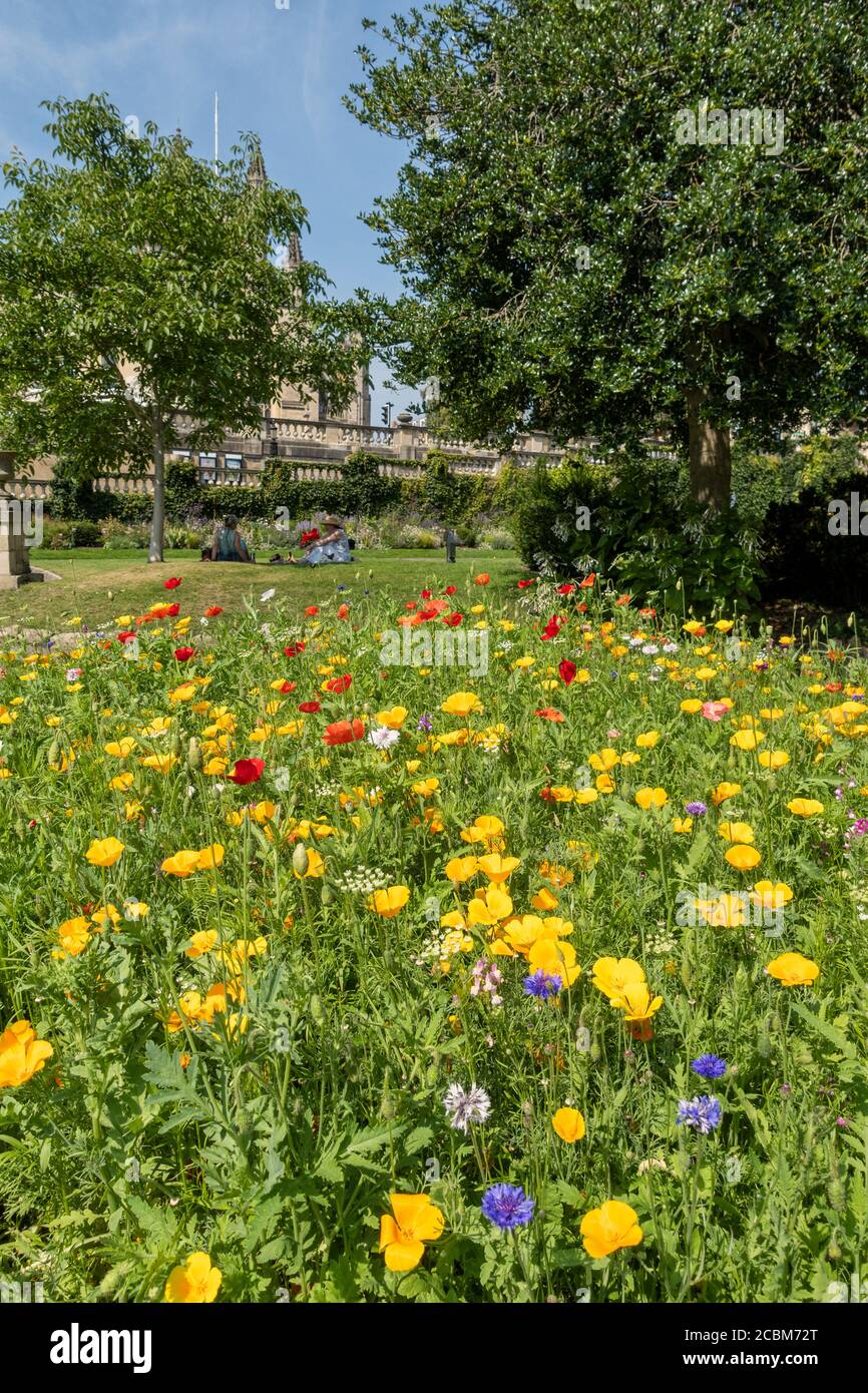 Fiori selvatici piantati nei Parade Gardens a Bath per incoraggiare le api, (si lascia fare buzzare) Città di Bath, Somerset, Inghilterra, Regno Unito Foto Stock