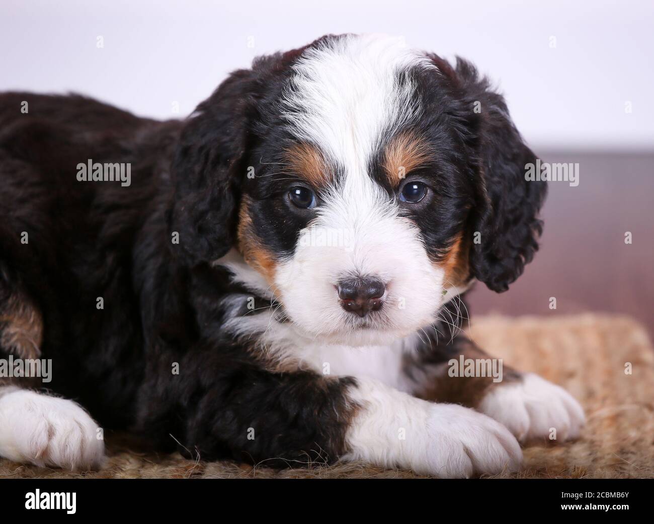 F1 Tri-colored in miniatura Bernedoodle Puppy closeup Foto Stock
