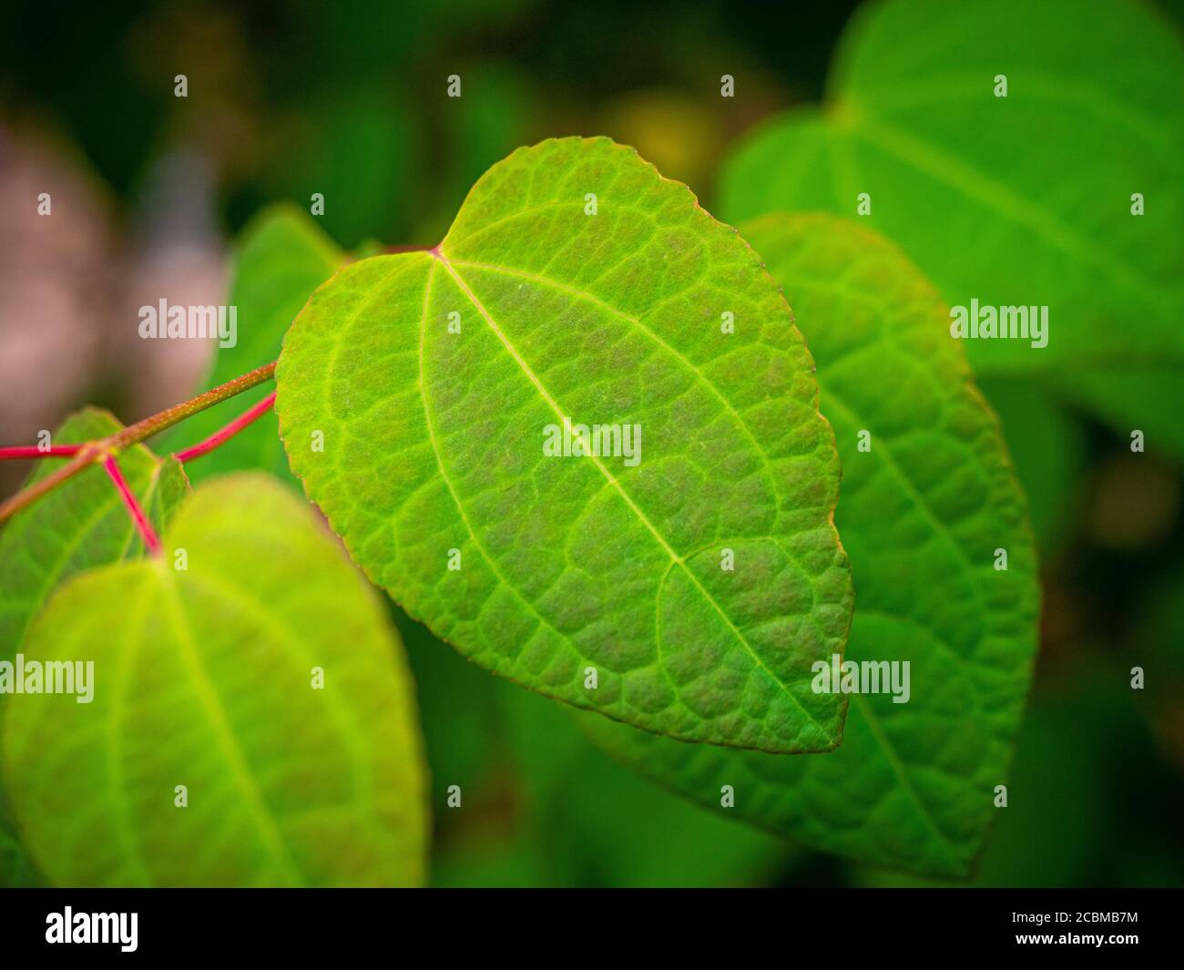 Foglie a forma di cuore dell'albero Cercidiphylllum japonicum. REGNO UNITO Foto Stock