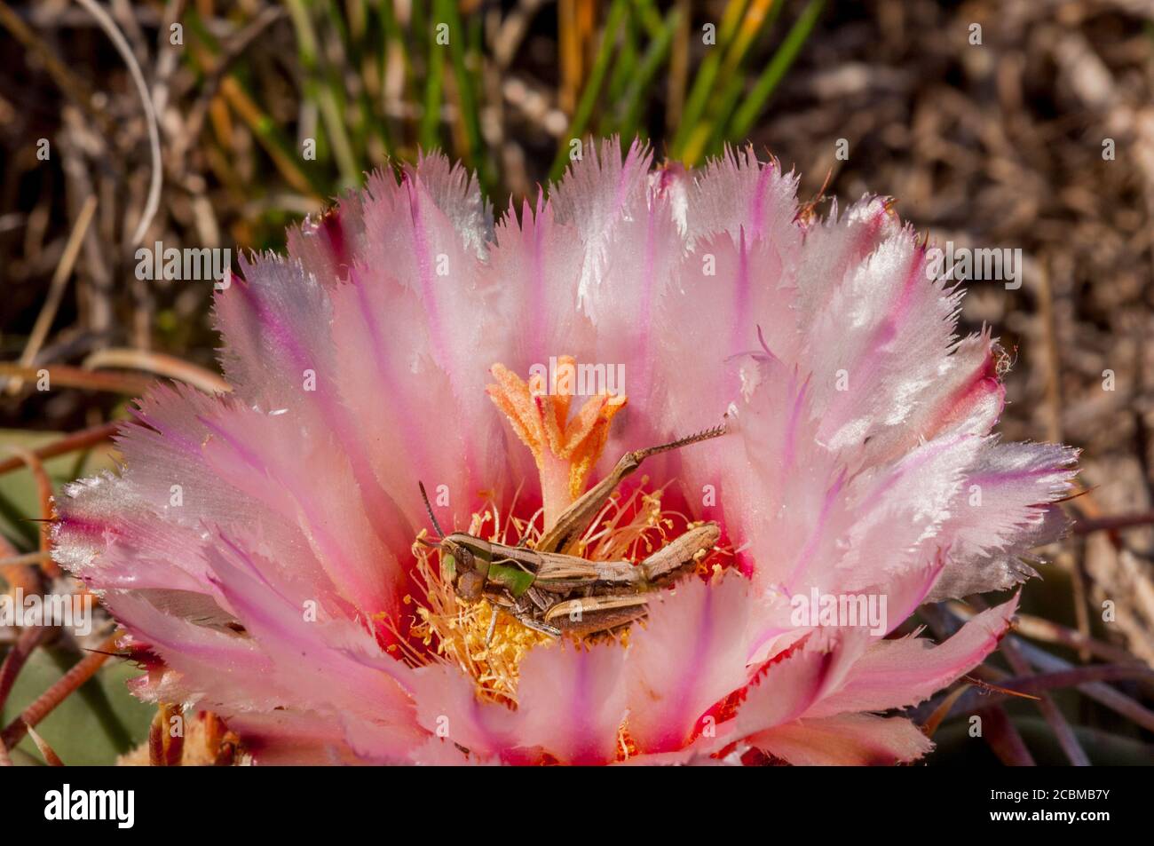 Primo piano di una cavalletta su un Cactus di Crippler di Cavallo in fiore, chiamato anche testa del Diavolo, o Chisos Hedgehog Cactus, o Chisos Hedgehog nella collina Cou Foto Stock