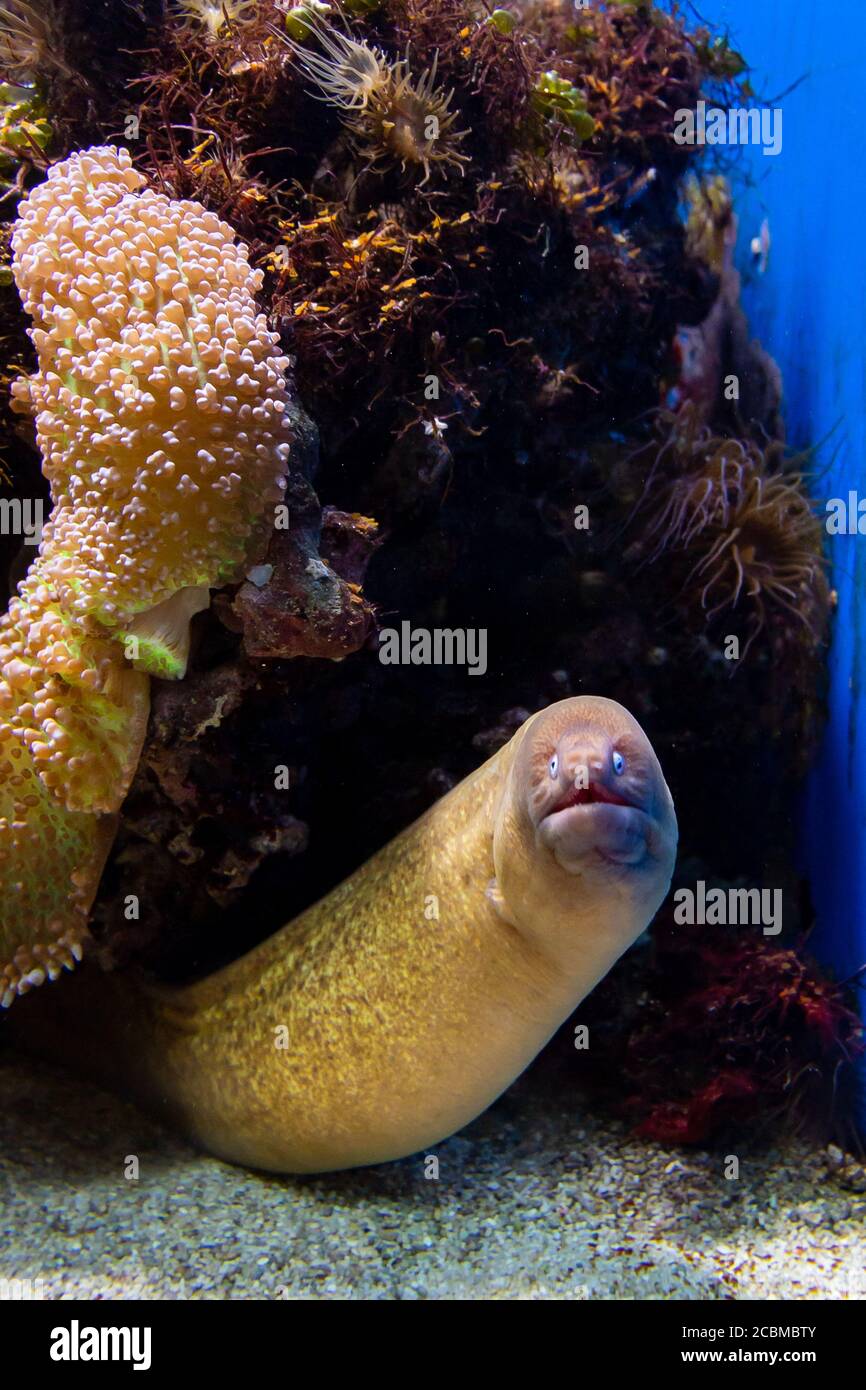 Closeup Verticale Di Un Anguilla Morena In Acquario Foto Stock Alamy