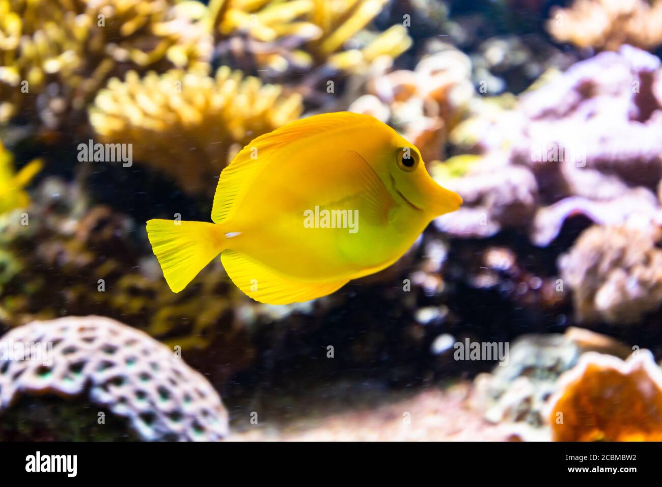 Primo piano di un tang giallo, uno dei pesci più popolari dell'acquario Foto Stock