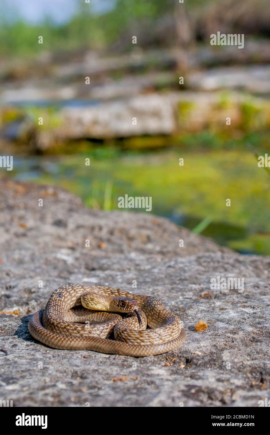 Un serpente da coachwhip occidentale si sta riscaldando al sole su una roccia nella regione collinare del Texas, vicino a Hunt, USA. Foto Stock