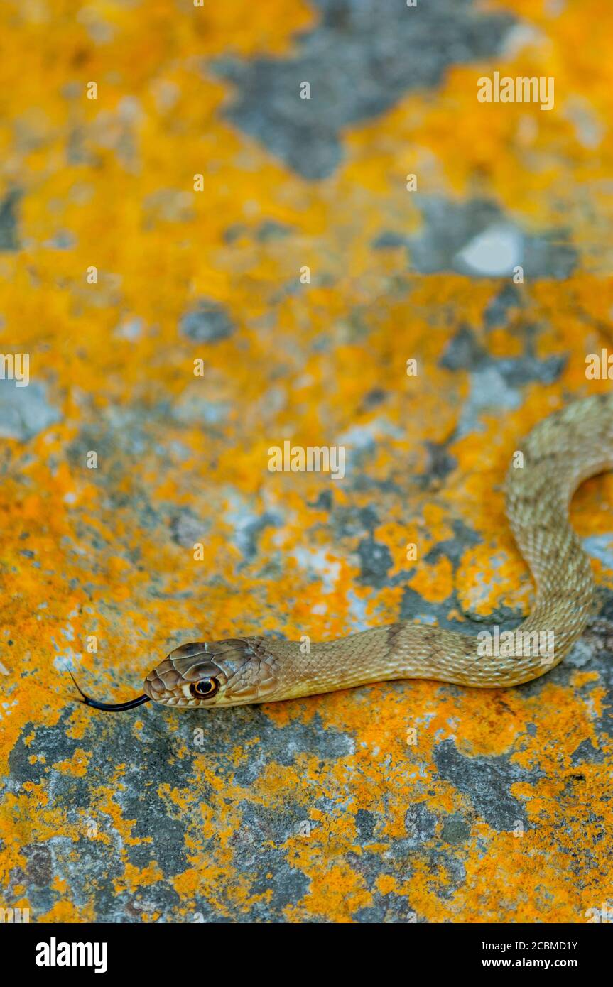 Un serpente di coachwhip occidentale sta strisciando su una roccia coperta di lichen nella regione collinare del Texas vicino a Hunt, Stati Uniti. Foto Stock