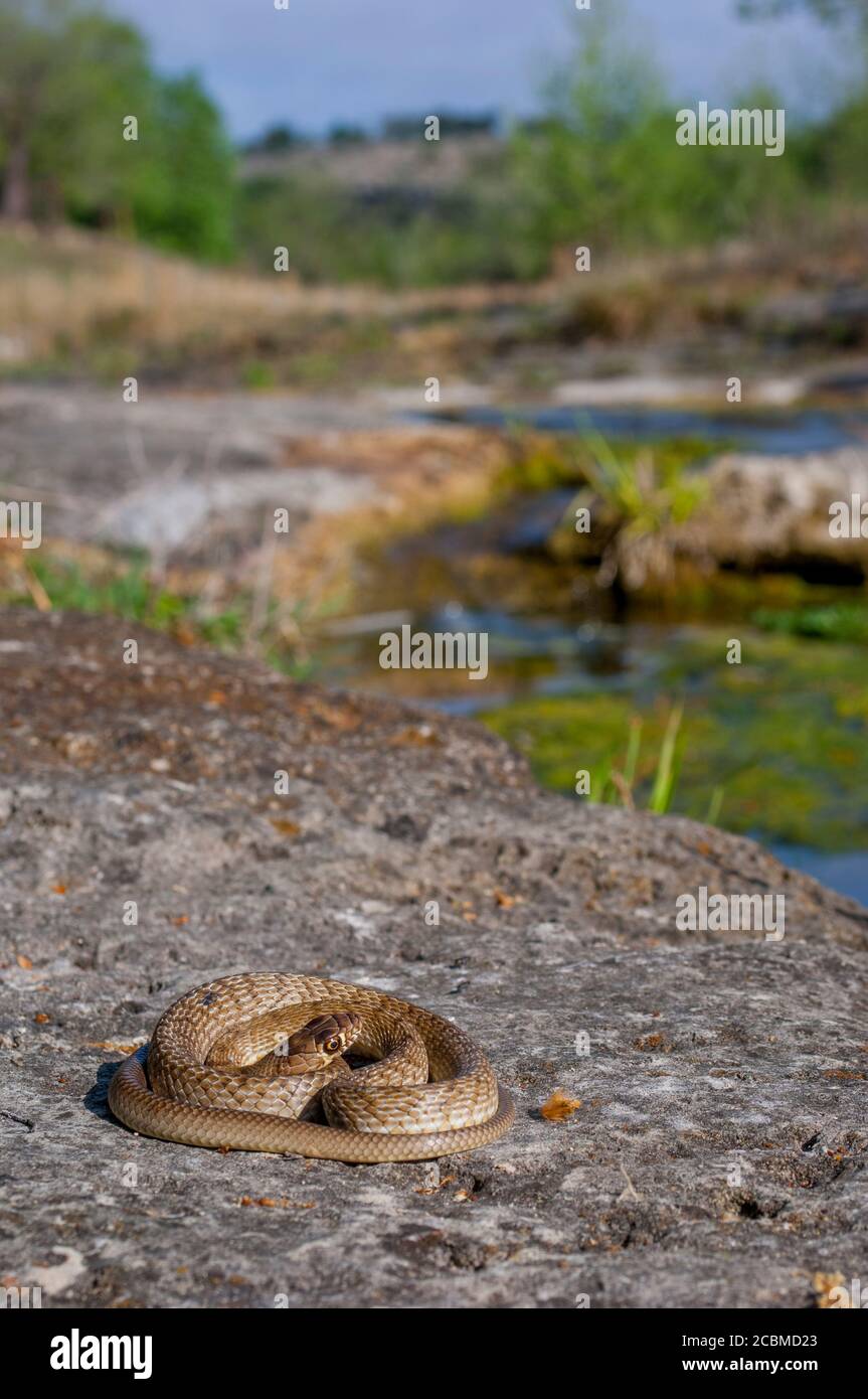 Un serpente da coachwhip occidentale si sta riscaldando al sole su una roccia nella regione collinare del Texas, vicino a Hunt, USA. Foto Stock