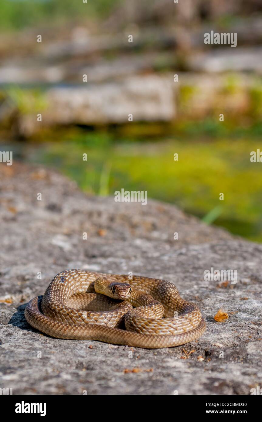 Un serpente da coachwhip occidentale si sta riscaldando al sole su una roccia nella regione collinare del Texas, vicino a Hunt, USA. Foto Stock