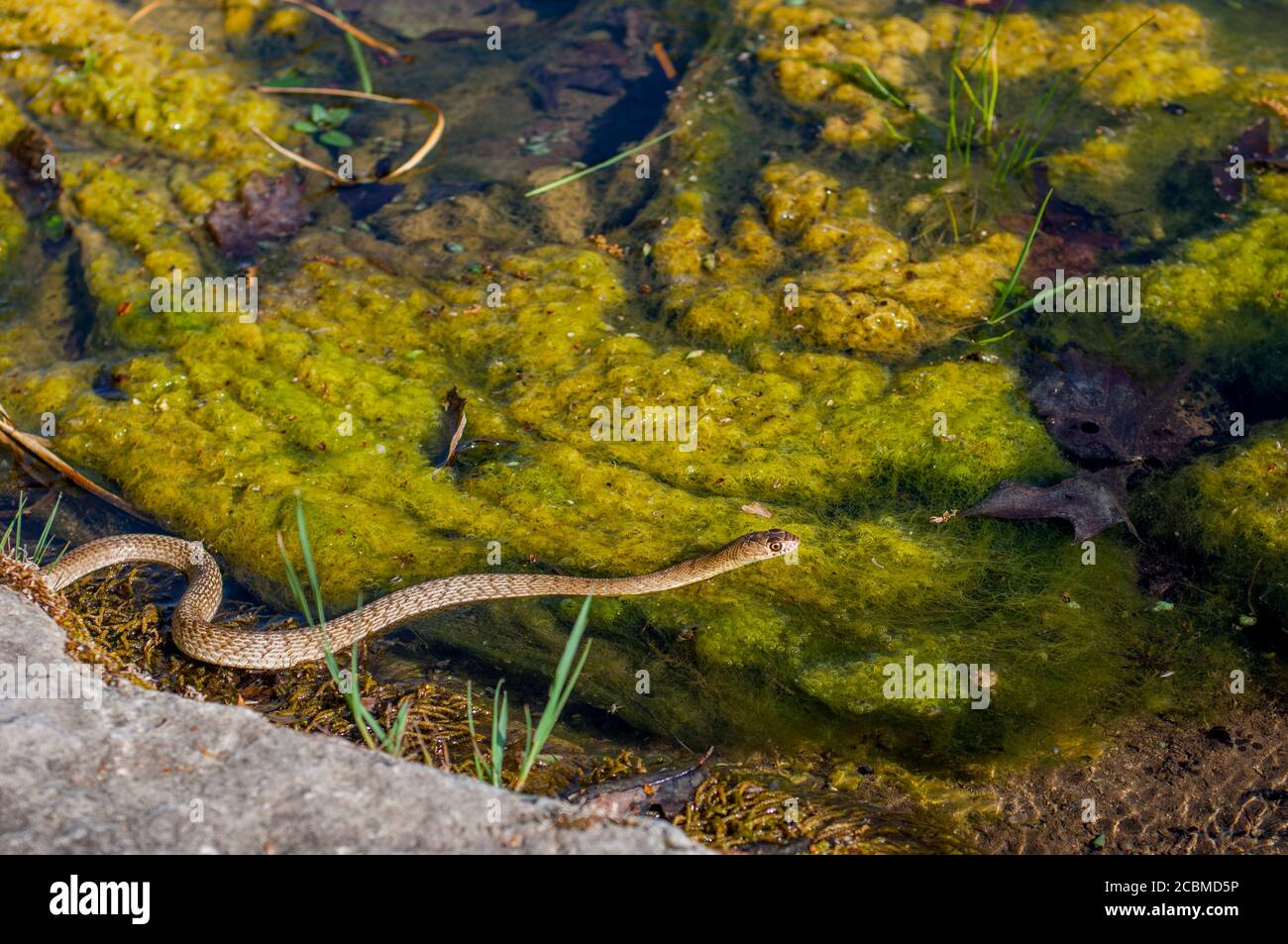 Un serpente di coachwhip occidentale sta nuotando in un fiume nel paese di collina del Texas vicino a Hunt, Stati Uniti. Foto Stock