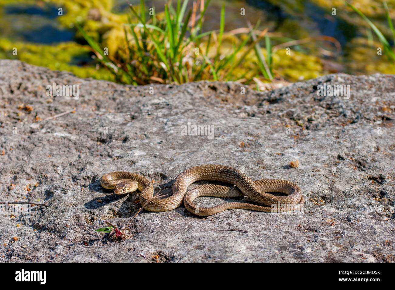 Un serpente da coachwhip occidentale si sta riscaldando al sole su una roccia nella regione collinare del Texas, vicino a Hunt, USA. Foto Stock