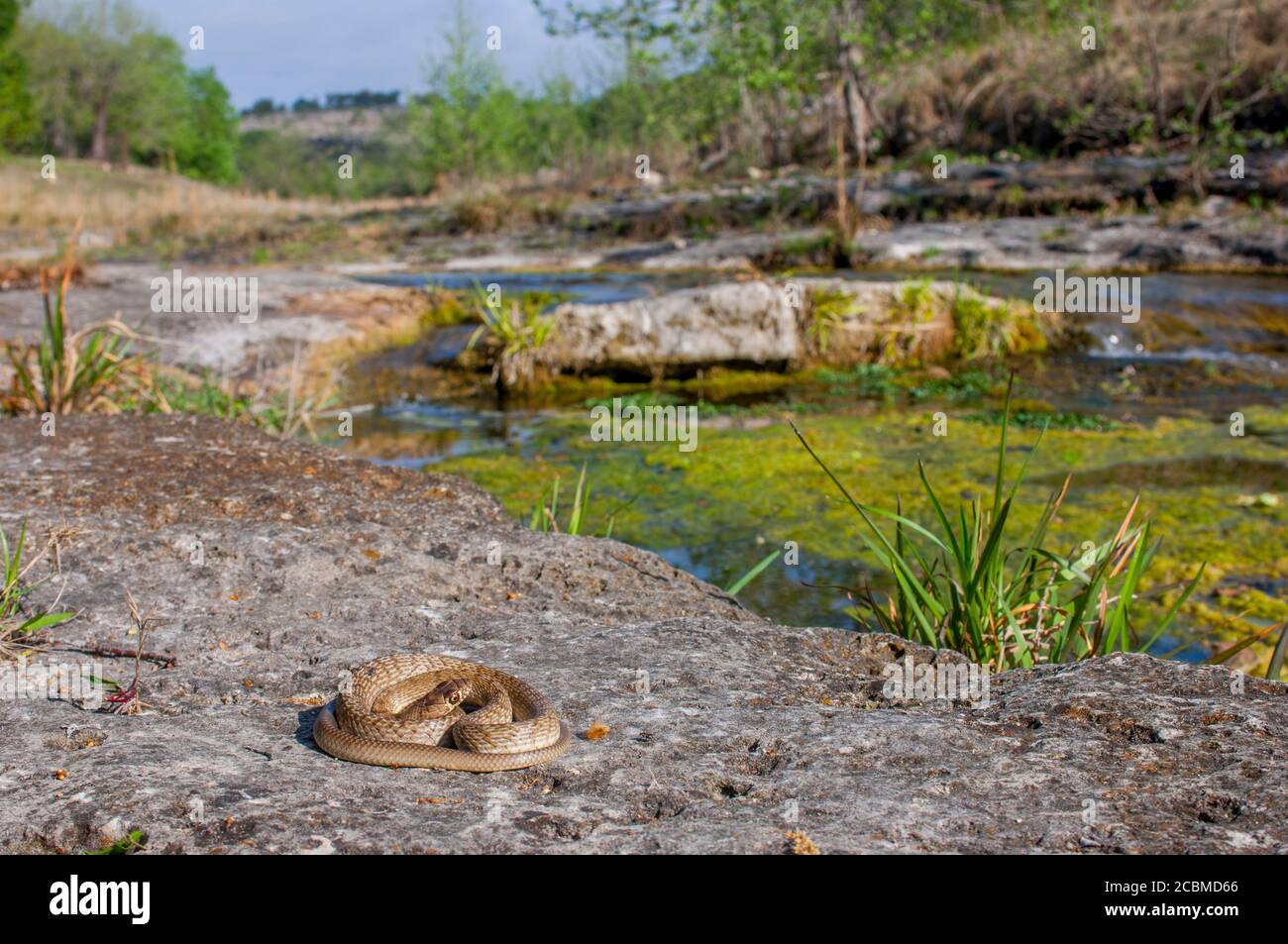 Un serpente da coachwhip occidentale si sta riscaldando al sole su una roccia nella regione collinare del Texas, vicino a Hunt, USA. Foto Stock