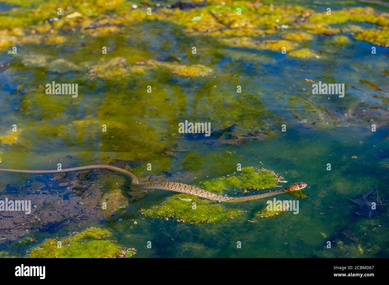 Un serpente di coachwhip occidentale sta nuotando in un fiume nel paese di collina del Texas vicino a Hunt, Stati Uniti. Foto Stock