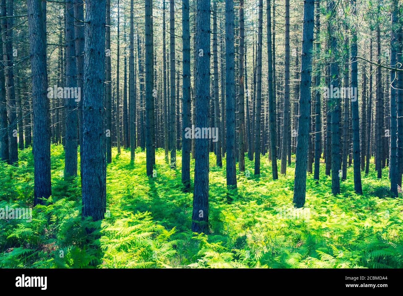 Pinete foresta e felci. Foto Stock