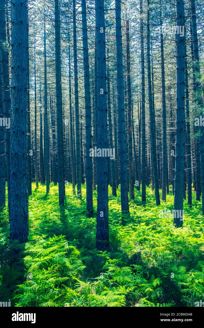 Pinete foresta e felci. Foto Stock