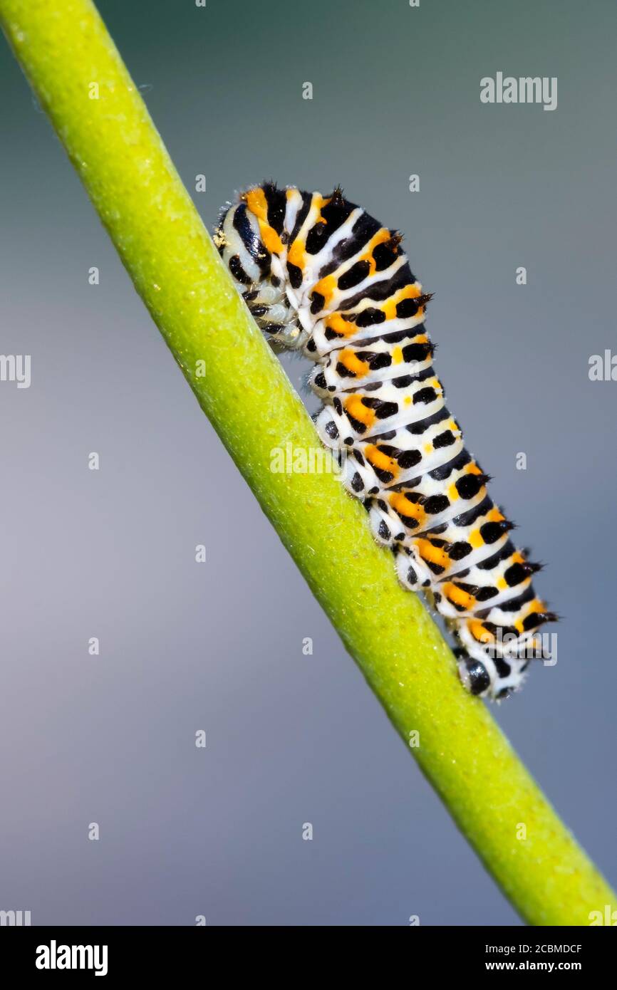 old World Swallowtail caterpillar (Papilio machaon). Foto Stock