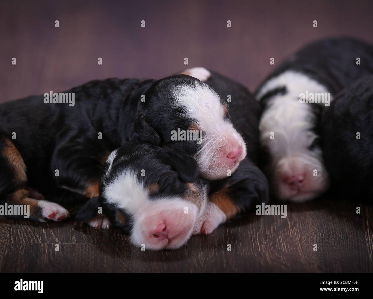 F1 Tri-colored Bernedoodle cuccioli in miniatura sdraiati sul pavimento dormendo Foto Stock