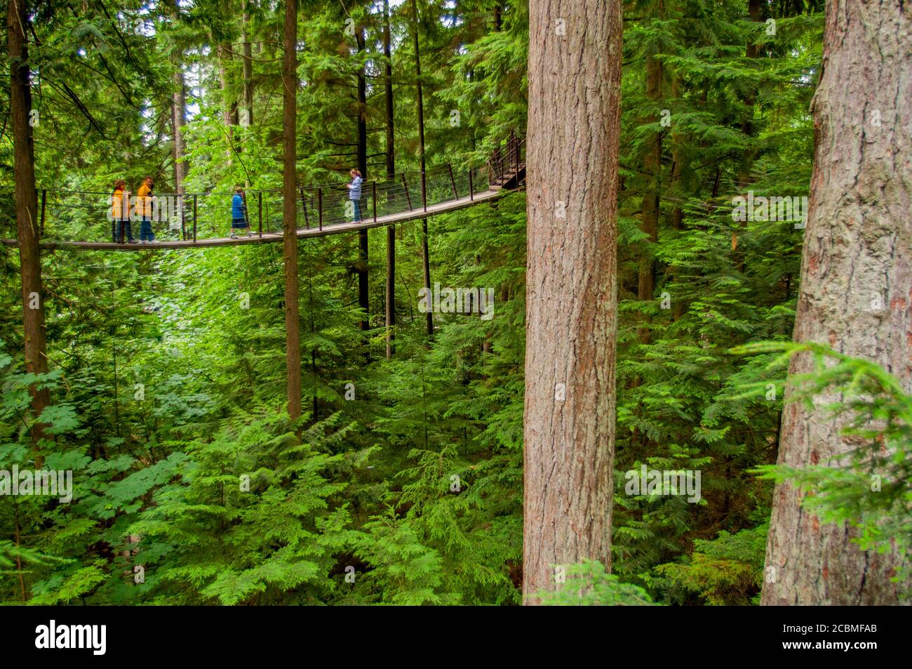 The Treetops Adventure al Capilano Suspension Bridge nel Distretto di North Vancouver, British Columbia, Canada. Foto Stock