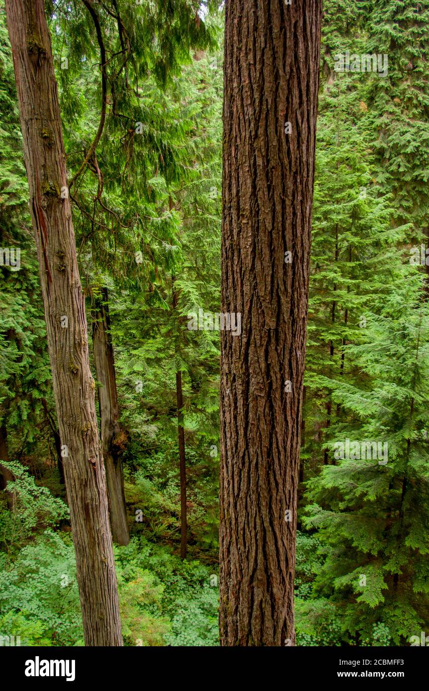 Vista della foresta dai passaggi pedonali a baldacchino dell'avventura Treetops al Capilano Suspension Bridge nel Distretto di North Vancouver, British Co Foto Stock