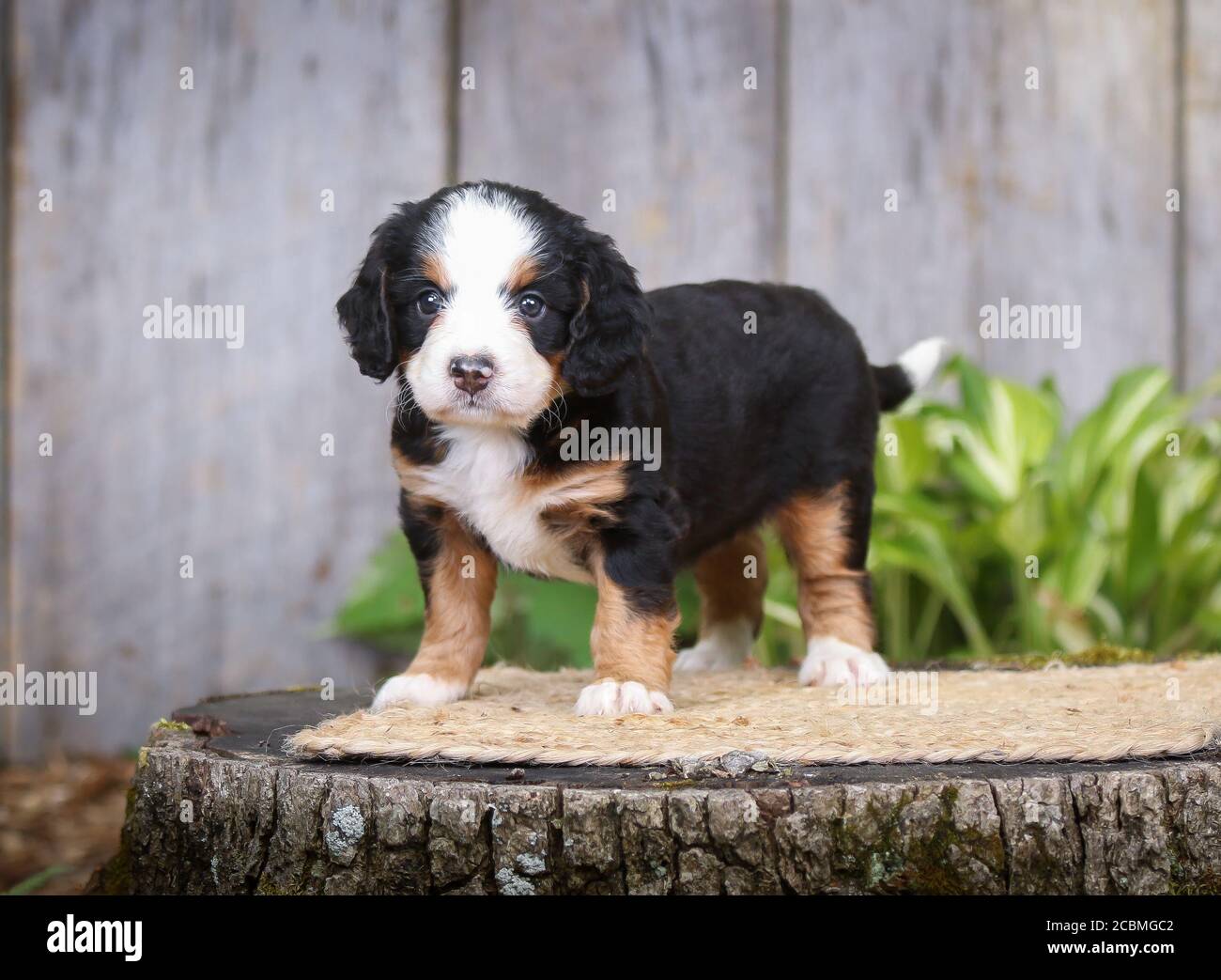 F1 Tri-colored Puppy bernedoodle in miniatura su un ceppo di alberi Foto Stock