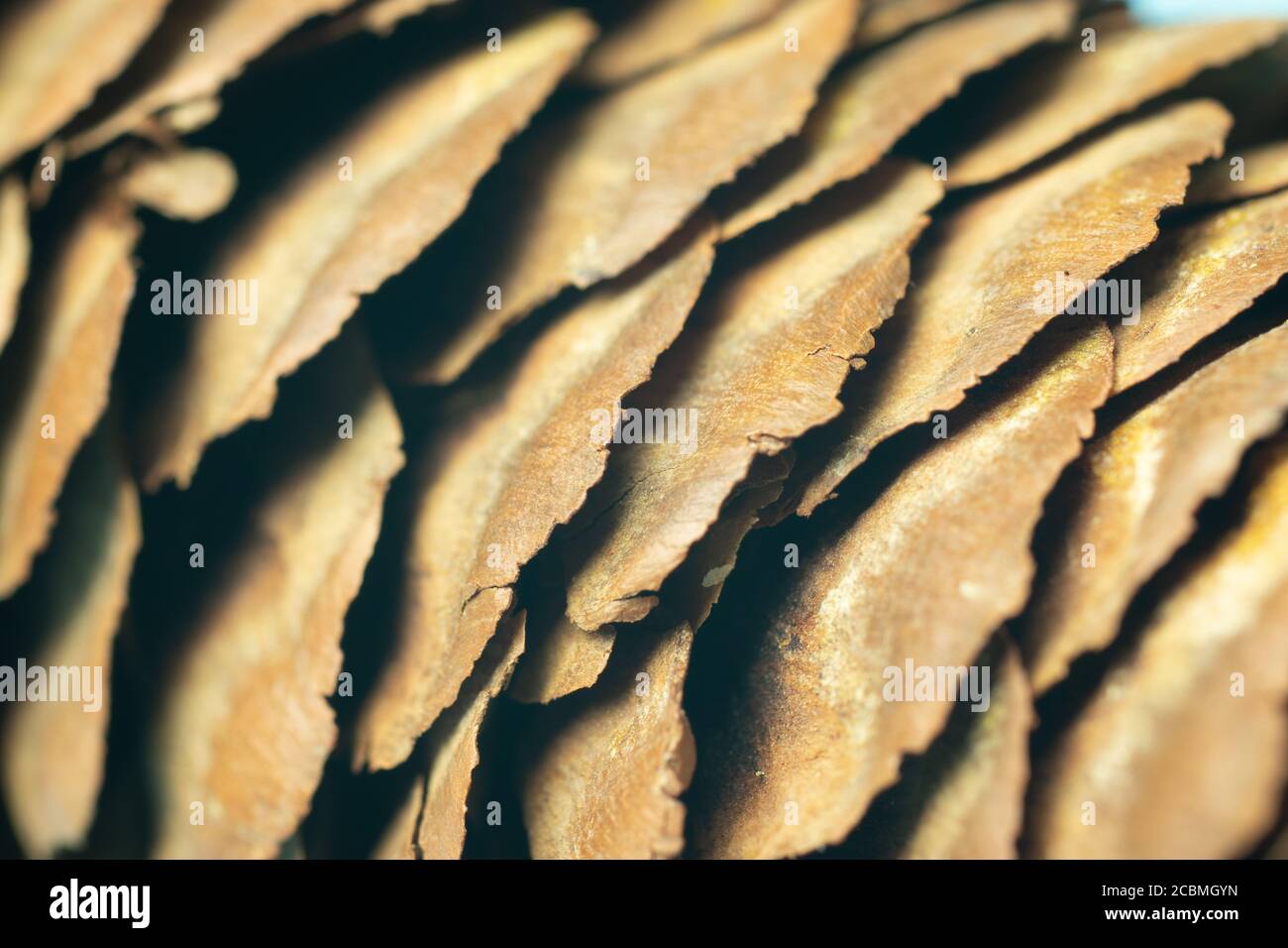 Texture marrone natura sfondo. Sfondo macro albero conico. Deisgn modello per web Foto Stock