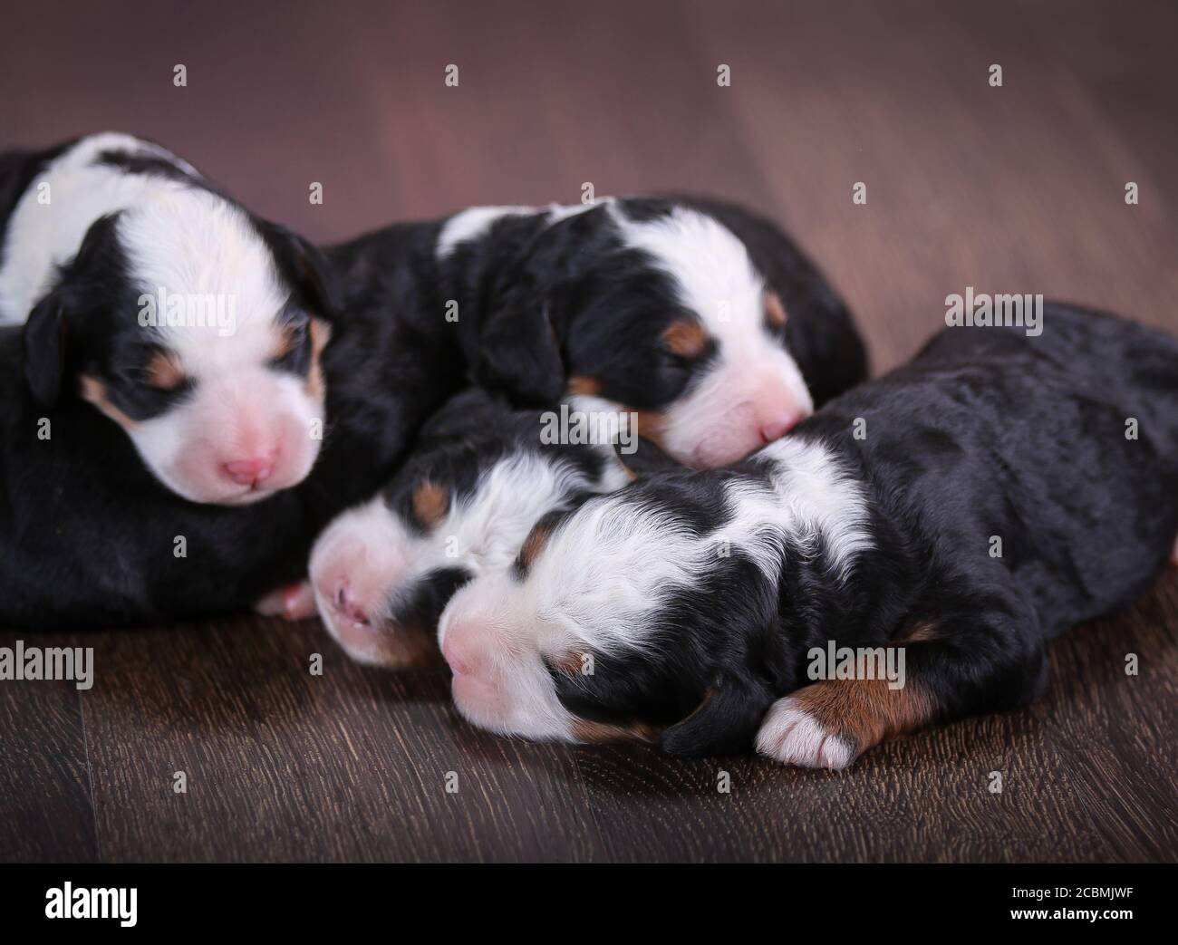 F1 Tri-colored Bernedoodle cuccioli in miniatura sdraiati sul pavimento dormendo Foto Stock