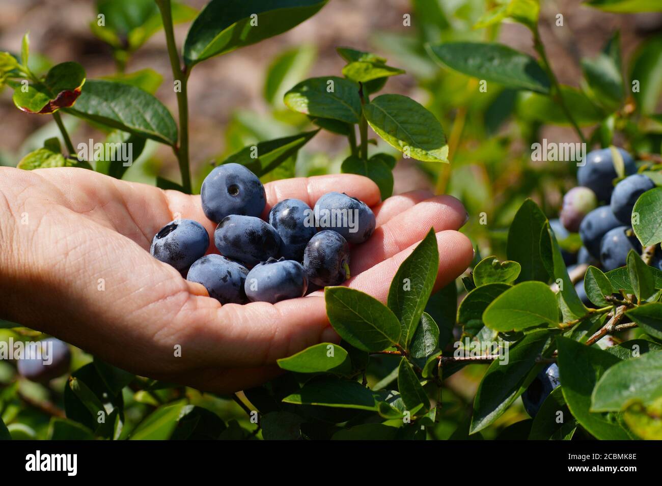 Frutta matura in mano di una donna. Mirtillo (Vaccinium corymbosum L.) con frutti enormi della varietà Chandler. Foto Stock