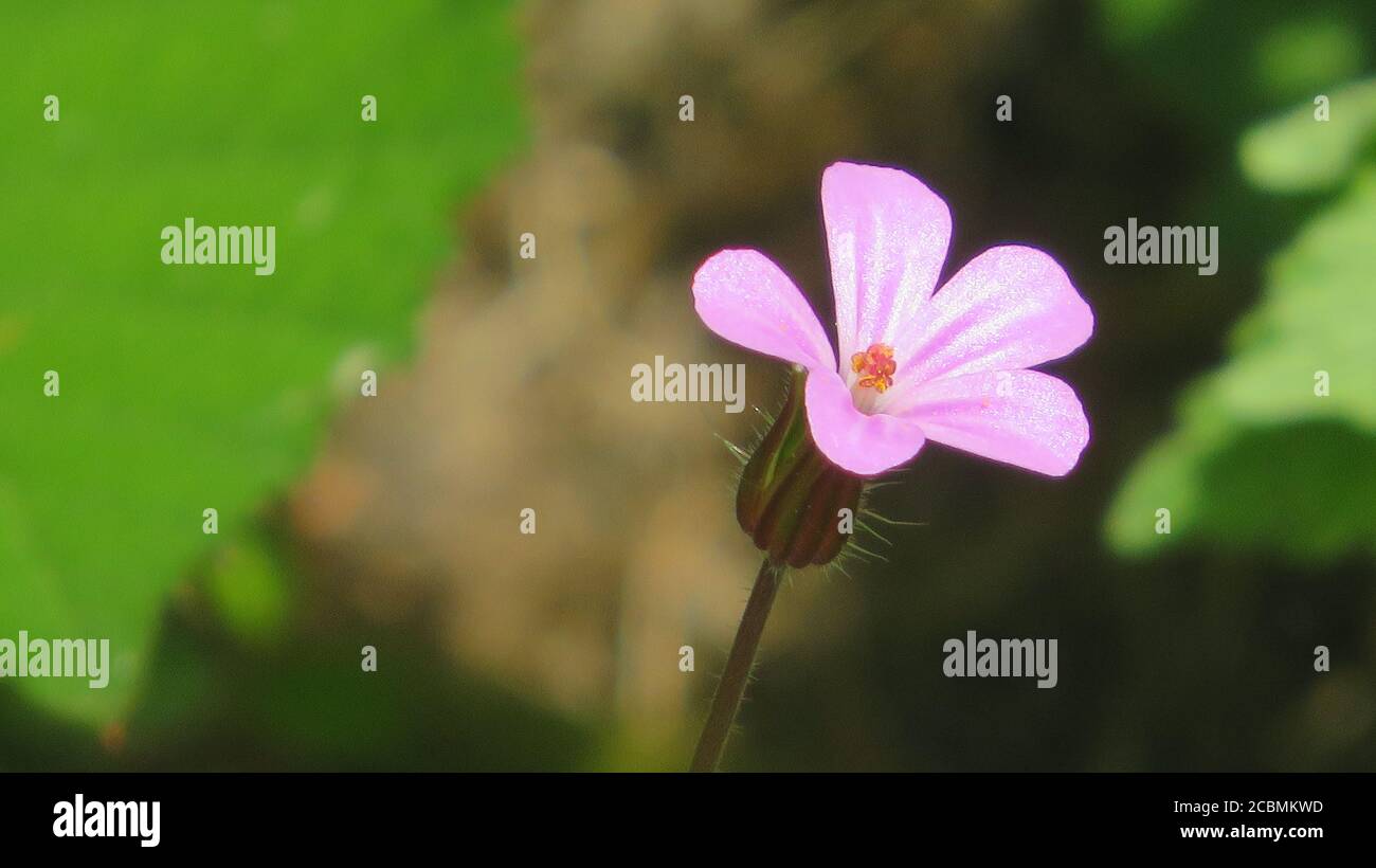 Fiore asturiano Foto Stock