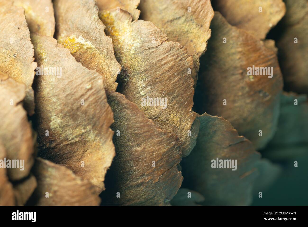 Marrone albero di natale pino cono texture macro shot Foto Stock