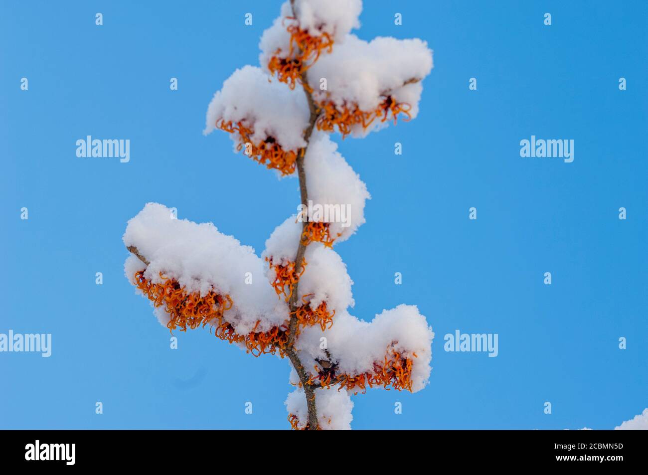 Un cespuglio di nocciole in fiore è coperto di neve in un giardino nel mese di gennaio a Bellevue, Washington state, Stati Uniti. Foto Stock
