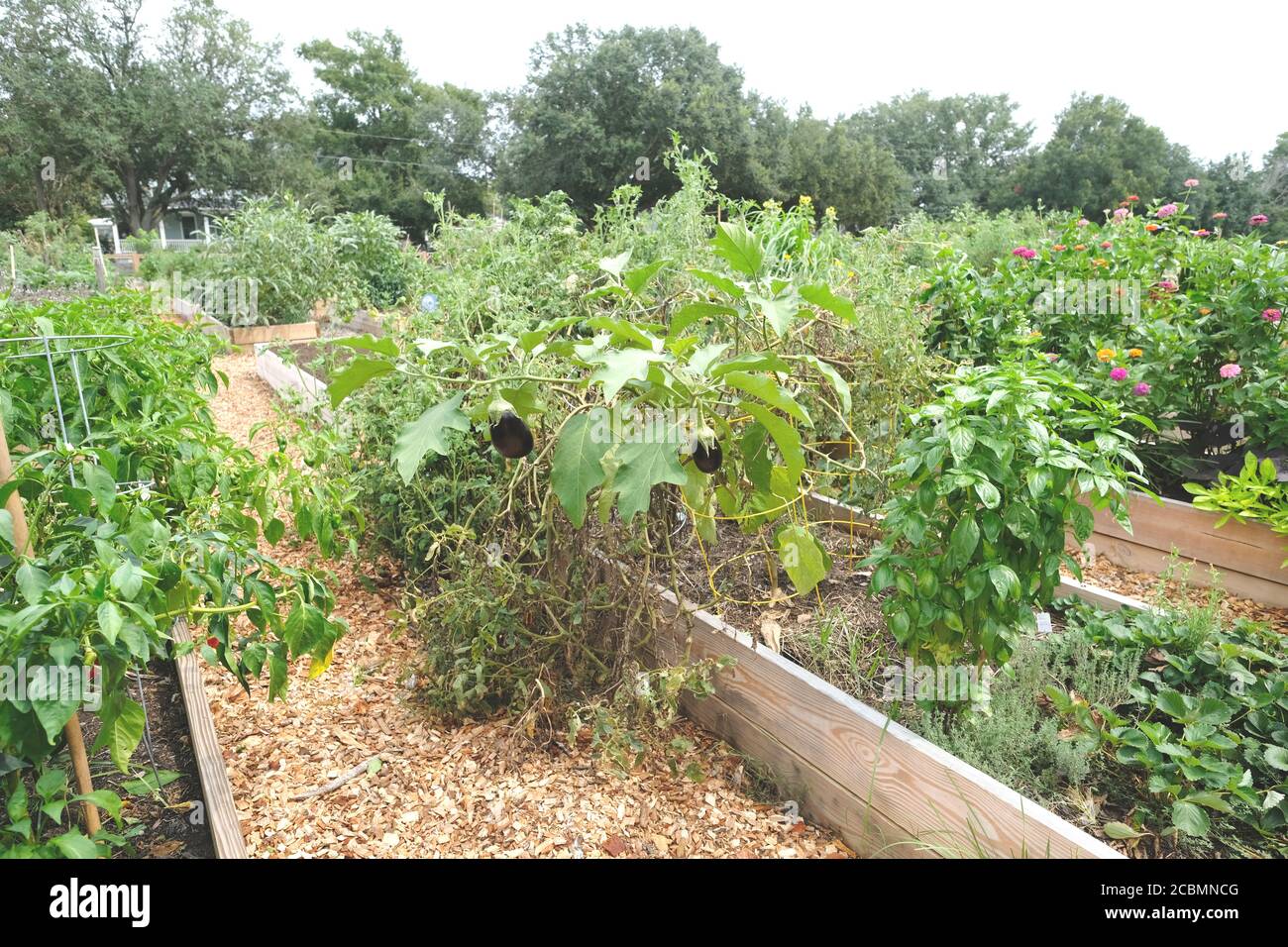 Giardino urbano per pioggia e colture, fiori, tra cui granturco, broccoli, Kale, Peppers, avocadoes, banane, Mints, e altri prodotti Foto Stock