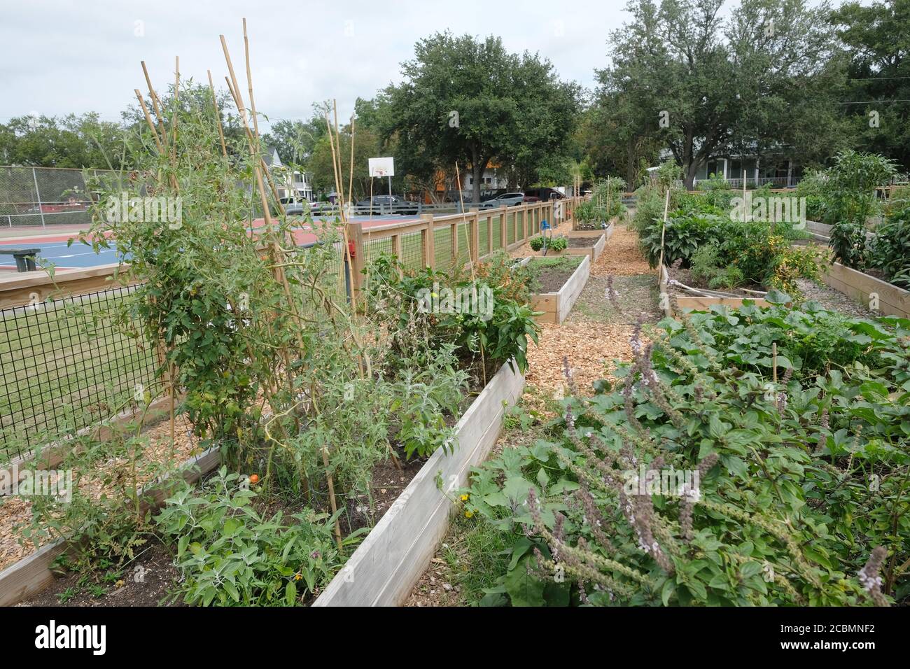 Giardino urbano per pioggia e colture, fiori, tra cui granturco, broccoli, Kale, Peppers, avocadoes, banane, Mints, e altri prodotti Foto Stock