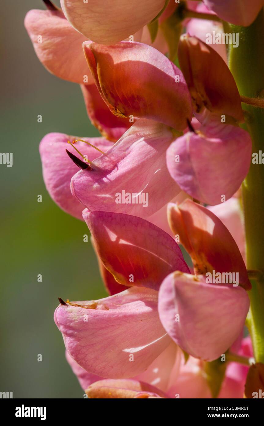 Primo piano di un fiore di lupino a Bellevue, Washington state, USA. Foto Stock