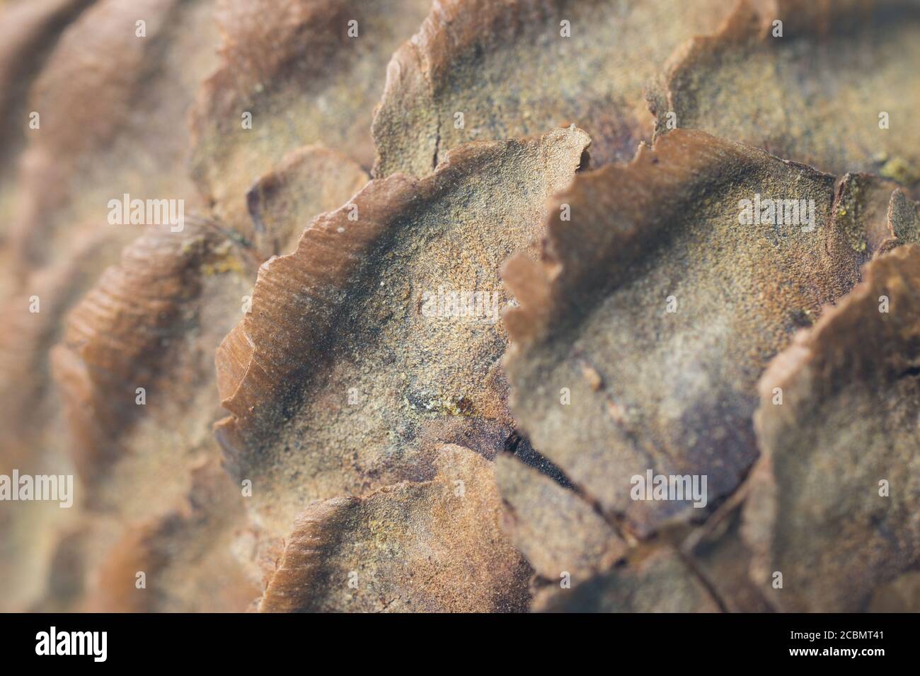 Fondo di tessitura marrone di albero, cono di pino. Sfondo di design per Natale o Capodanno Foto Stock