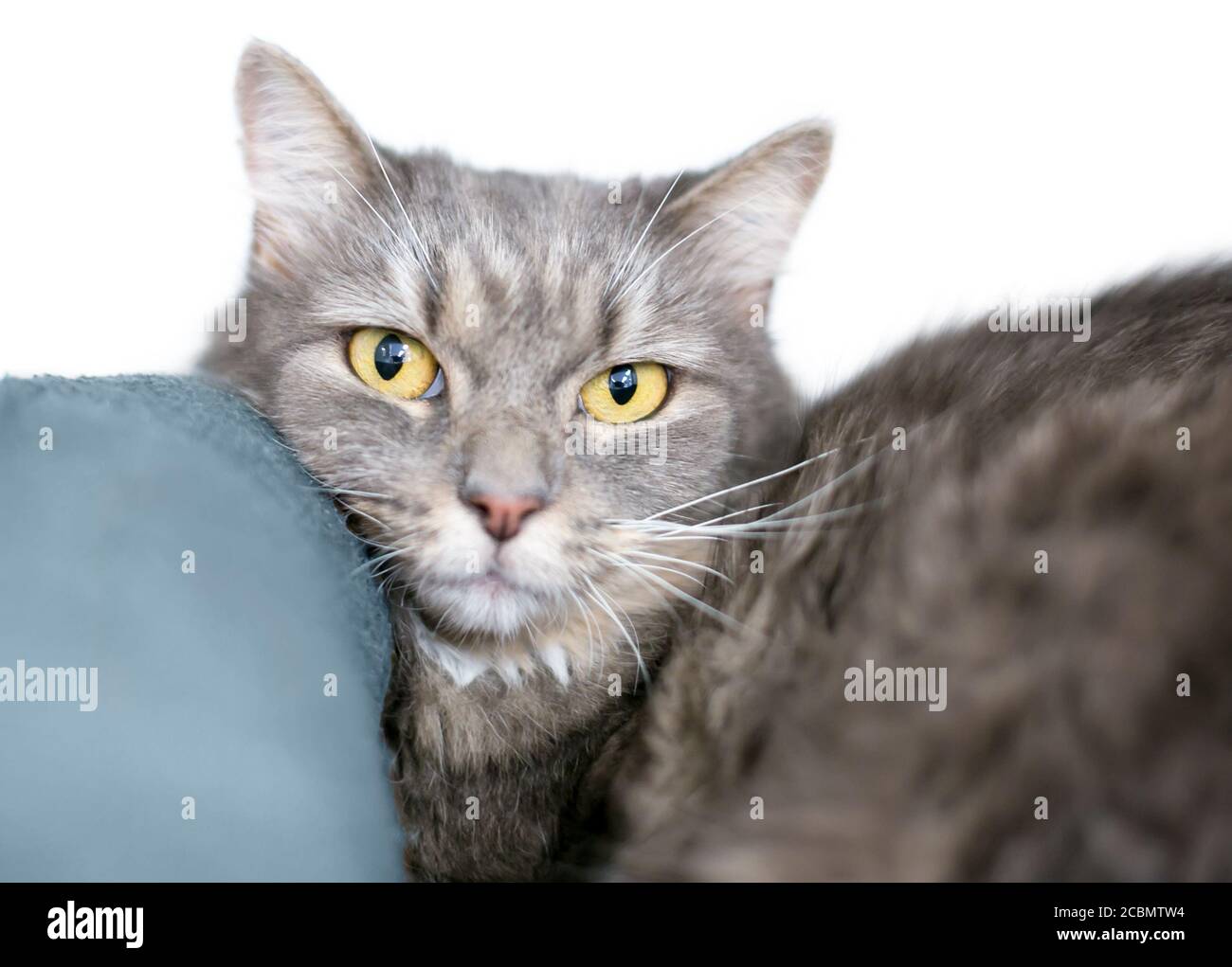 Un gatto tabby shortair grigio con occhi gialli che riposano il suo testa su un cuscino Foto Stock