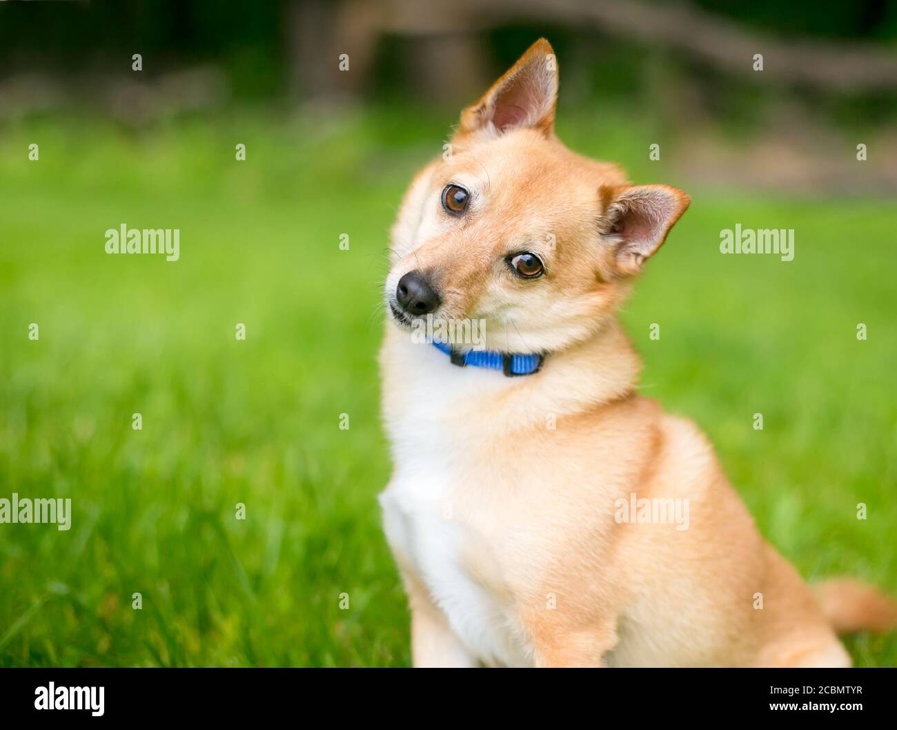 Un cane di razza mista Shiba Inu x Chihuahua guardando la telecamera e l'ascolto con la testa inclinata Foto Stock