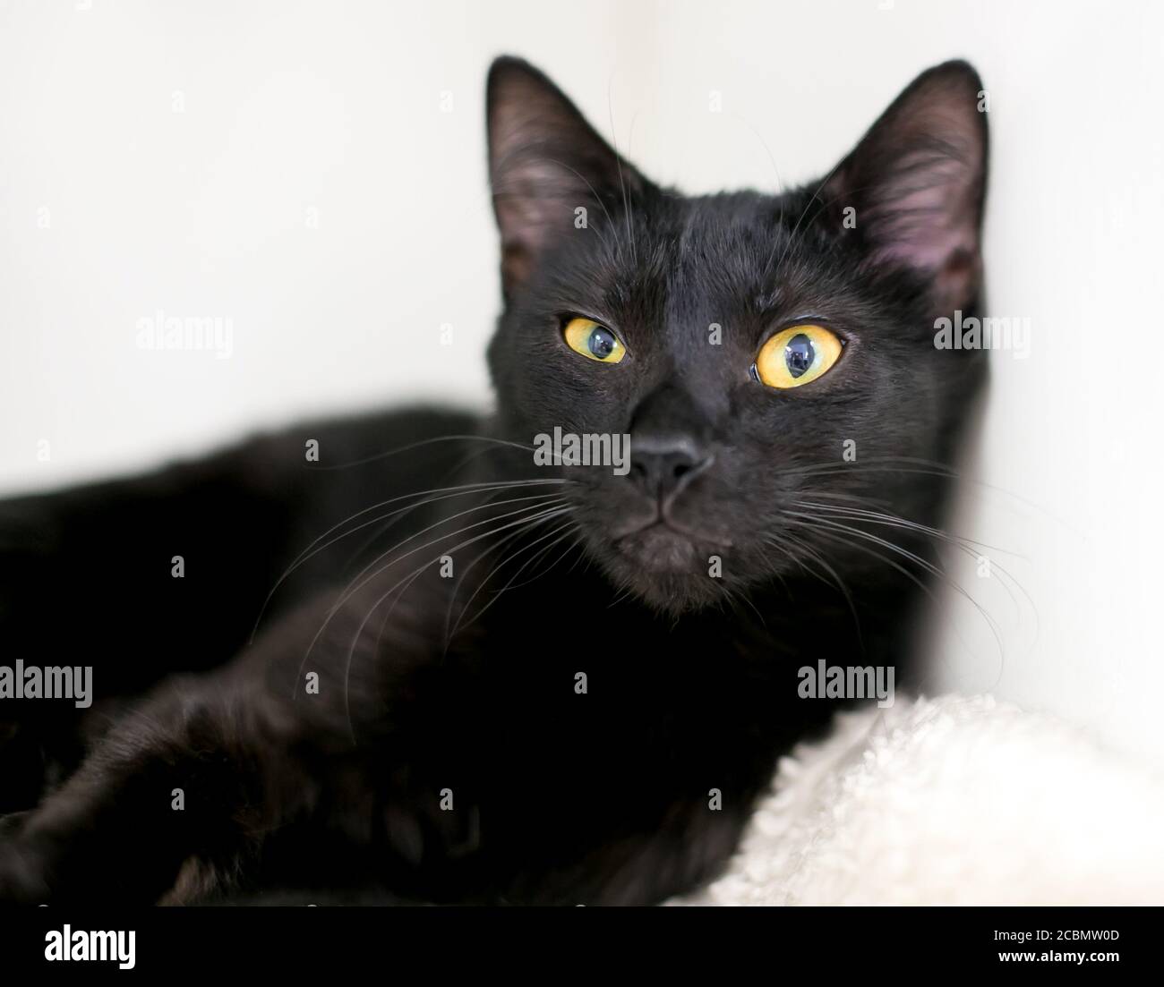 Un gatto nero shorthair con occhi gialli guardando lateralmente la fotocamera Foto Stock