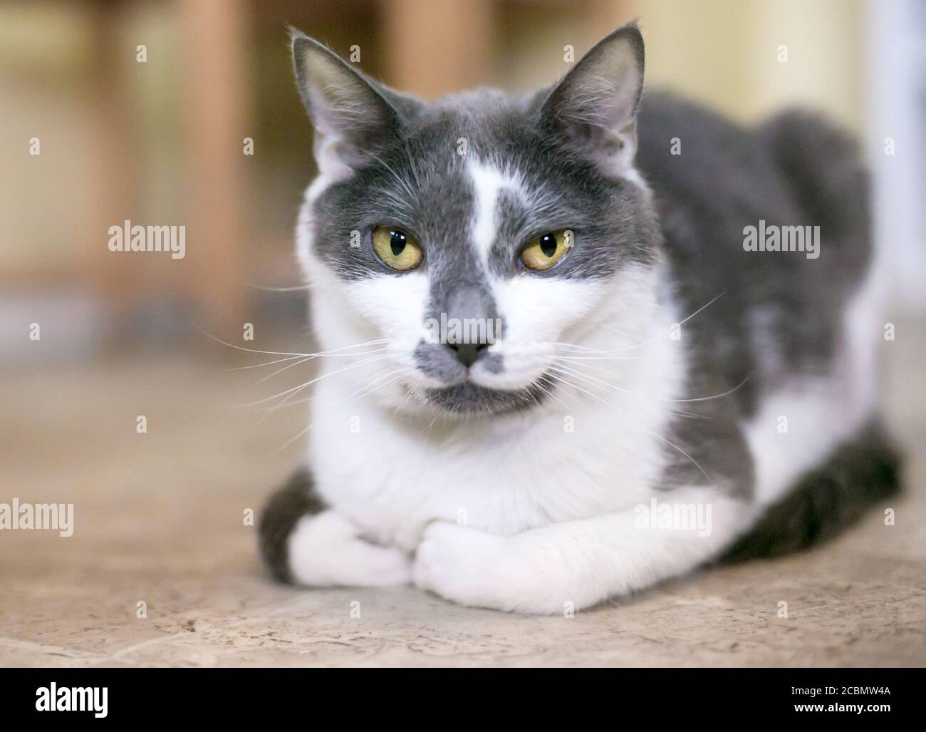 Un gatto di shorthair grigio e bianco seduto in una pagnotta posizione' con le zampe riposto sotto il corpo Foto Stock