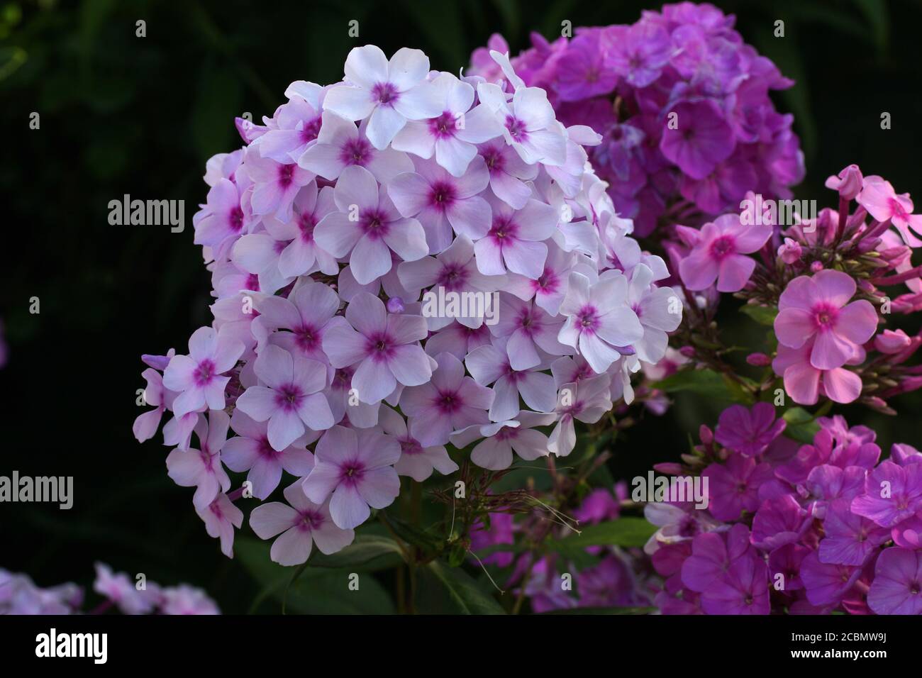 Multi-colore di phlox nella foto. Phlox paniculata, cadono phlox, giardino phlox, phlox perenni. Frammento di un giardino estivo in fiore. Foto Stock