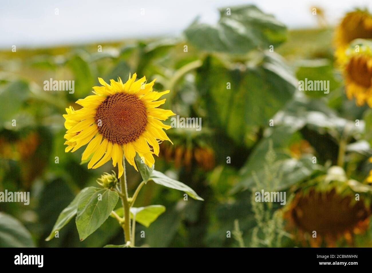 Girasole sullo sfondo delle foglie verdi. Girasoli. Vendemmia. Campi di girasole Foto Stock