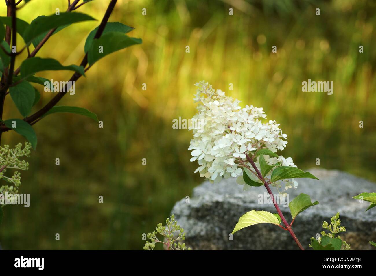 Luglio in giardino, hydrangea in fiore, blurry, bokeh, sfondo sfocato e spazio di copia Foto Stock