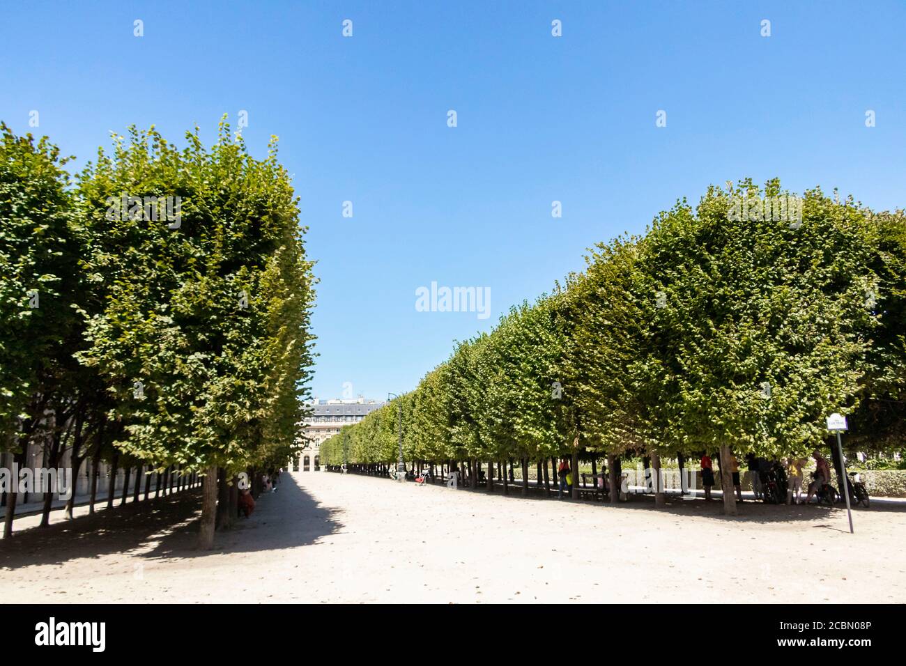 File di alberi nel parco fuori Fontainebleau Chateau Paris Francia Foto Stock