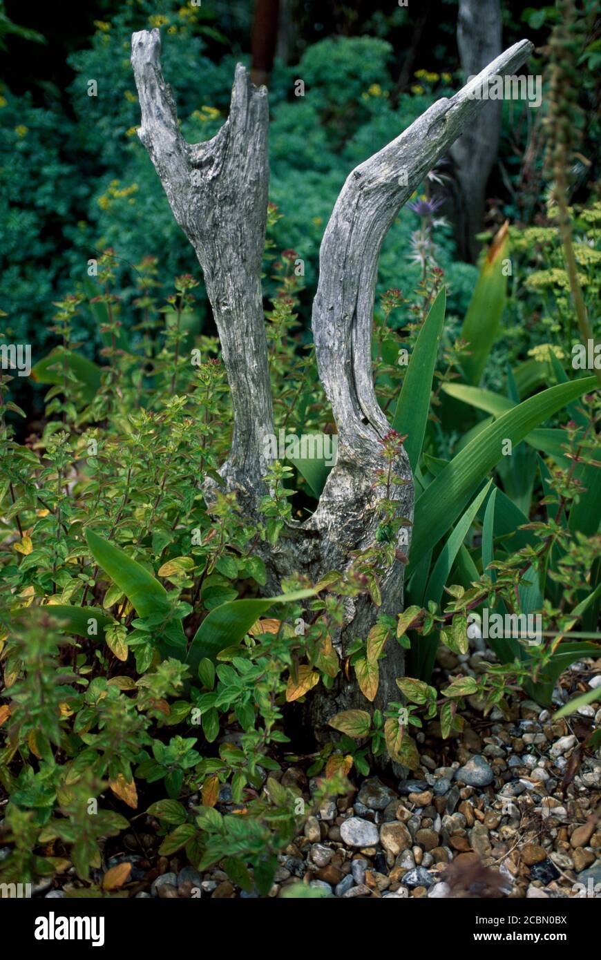 Driftwood posto in un giardino di ciottoli appartenente a Derek Jarman Foto Stock