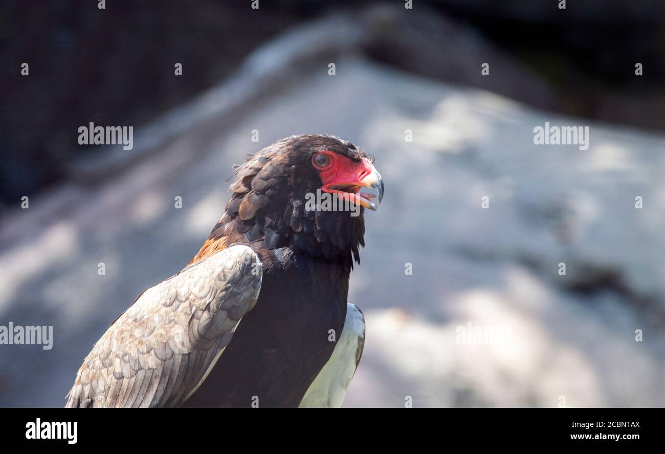 Closeup dell'aquila di Bateleur Foto Stock